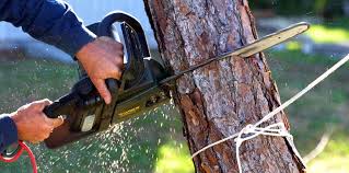 How Our Tree Care Process Works  in  Wright, FL