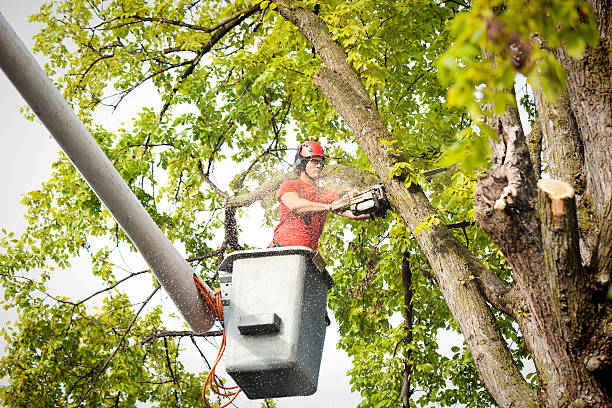 Reliable Wright, FL Tree Services Solutions